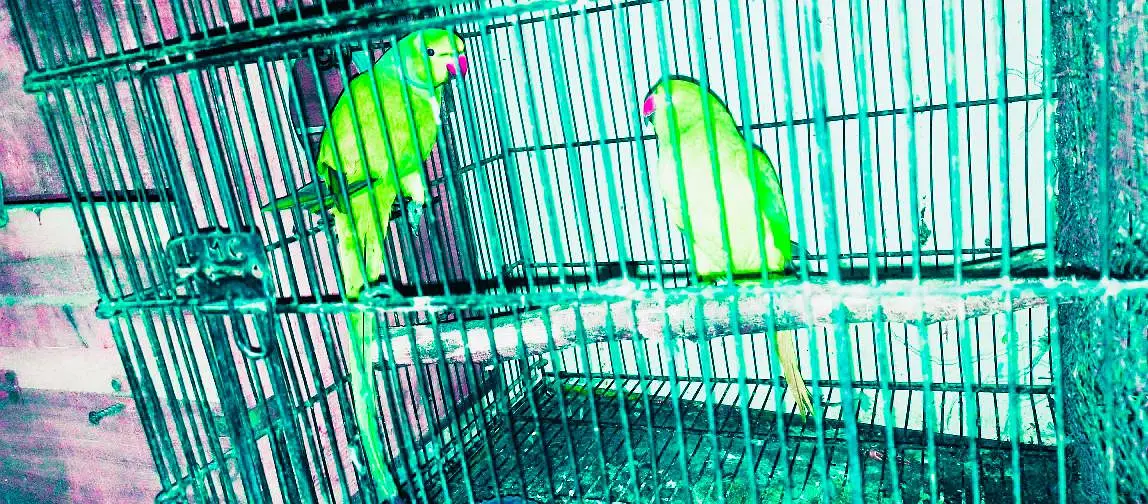 Ringneck 200% breeder pairs king size,neat & clean — photo 7