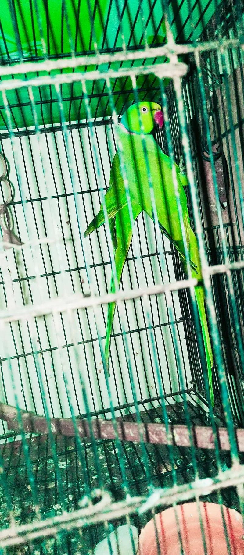 Ringneck 200% breeder pairs king size,neat & clean — photo 8