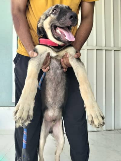 German Shepherd Puppy for Sale