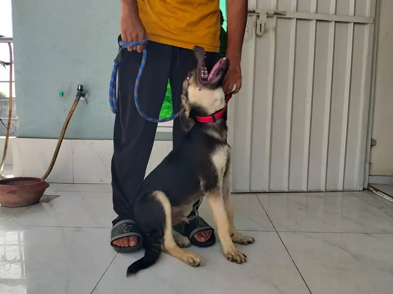 German Shepherd Puppy for Sale — photo 2