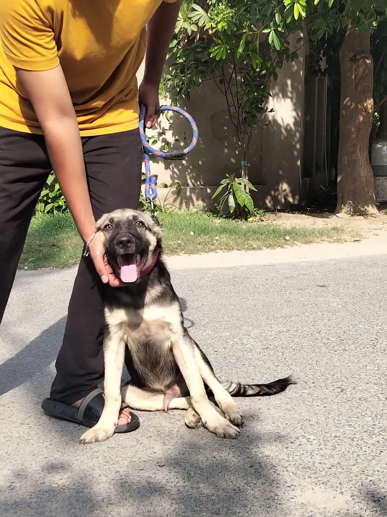 German Shepherd Puppy for Sale — photo 3