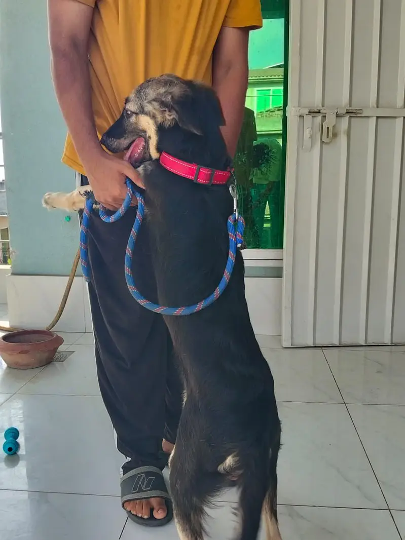German Shepherd Puppy for Sale — photo 4