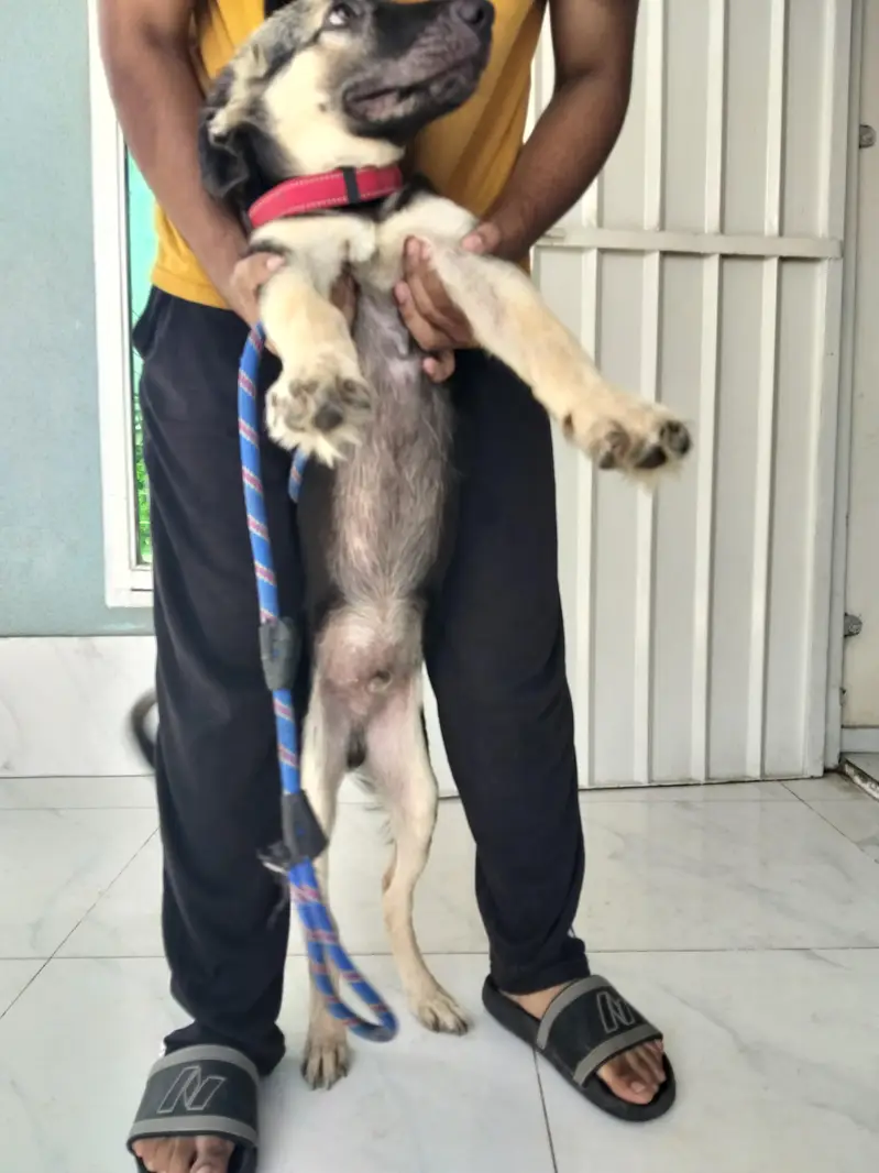 German Shepherd Puppy for Sale — photo 5