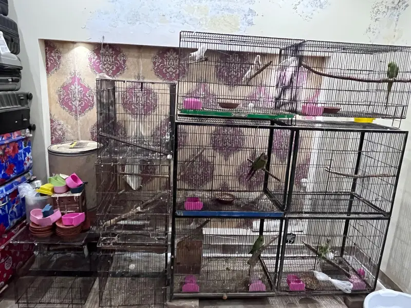 bird cages for parrots — photo 3