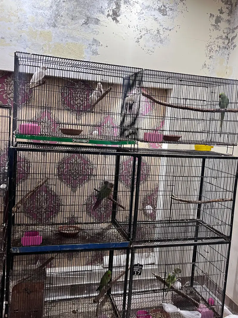bird cages for parrots — photo 8