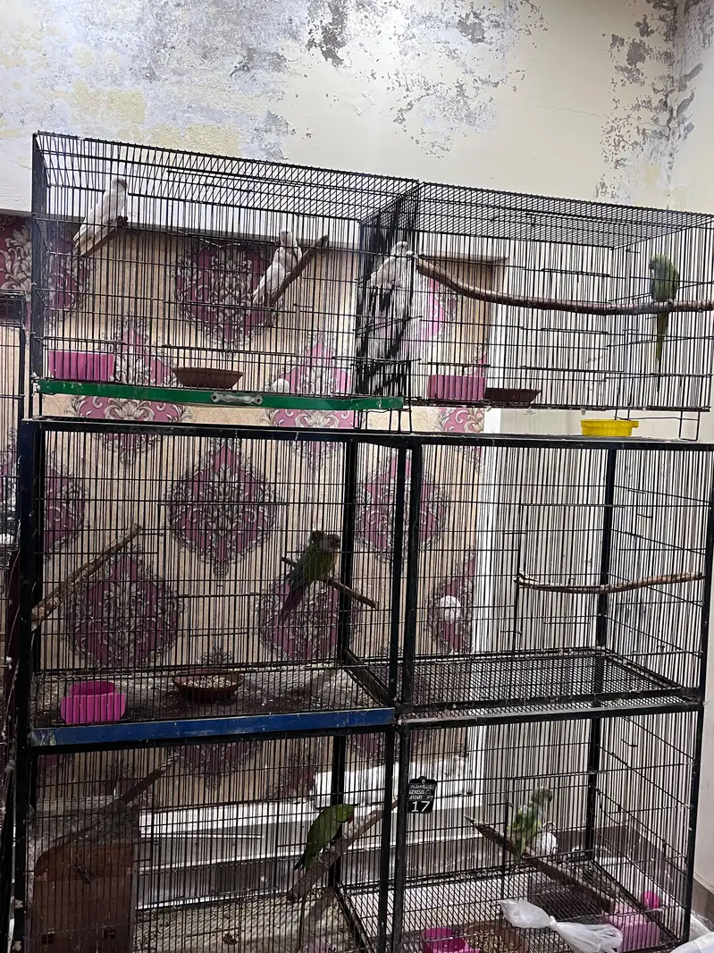 bird cages for parrots — photo 9