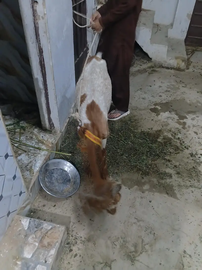 sindhi nasal — photo 2