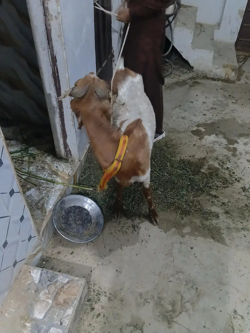 sindhi nasal — photo 3