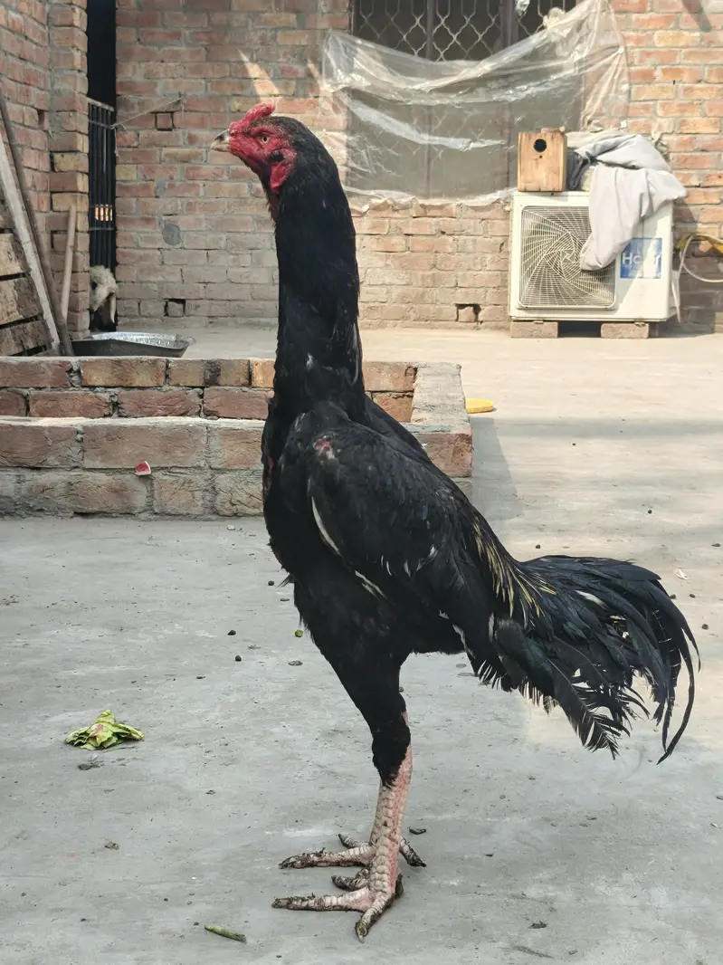 URGENT SALE — photo 3