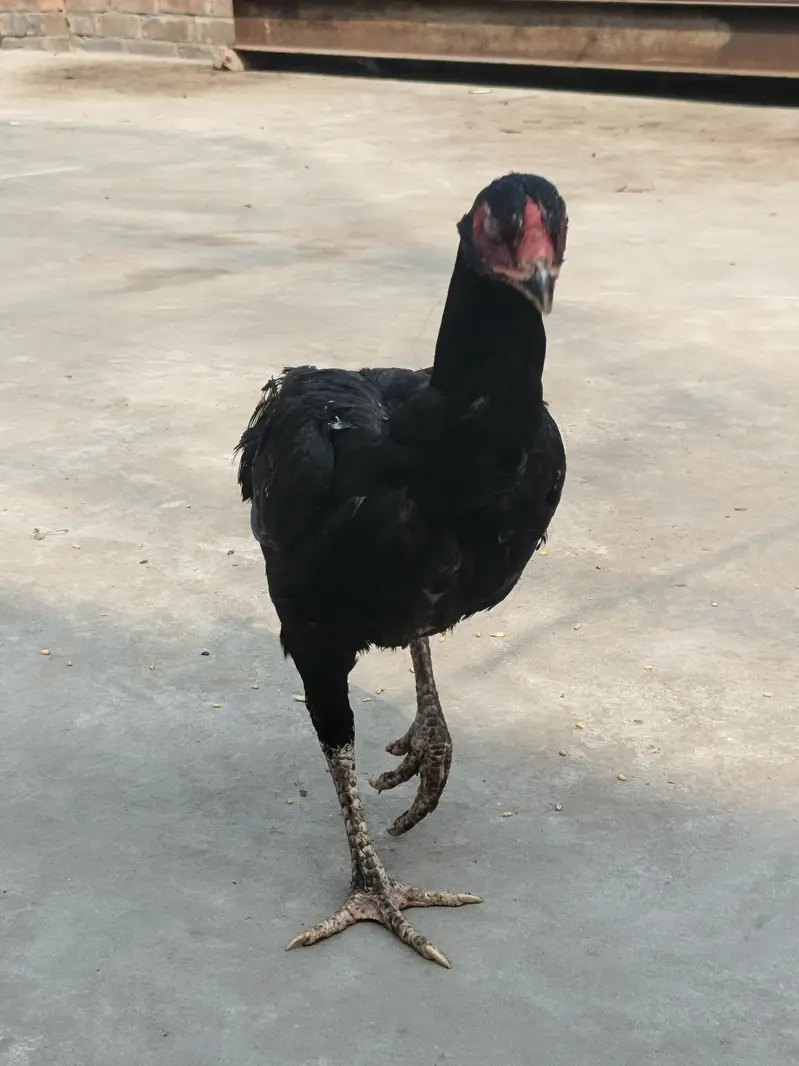 URGENT SALE — photo 10