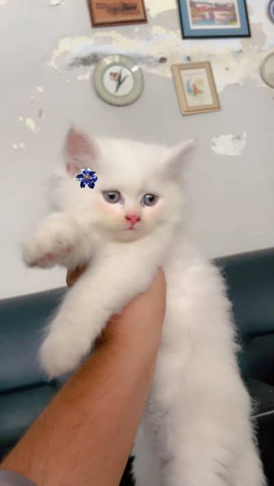 Cats For Urgent Sale