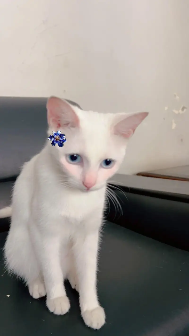 Cats For Urgent Sale — photo 2