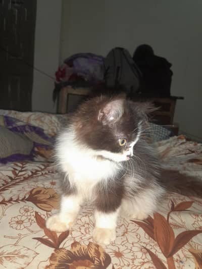 Persian kitten active litter trained for sale