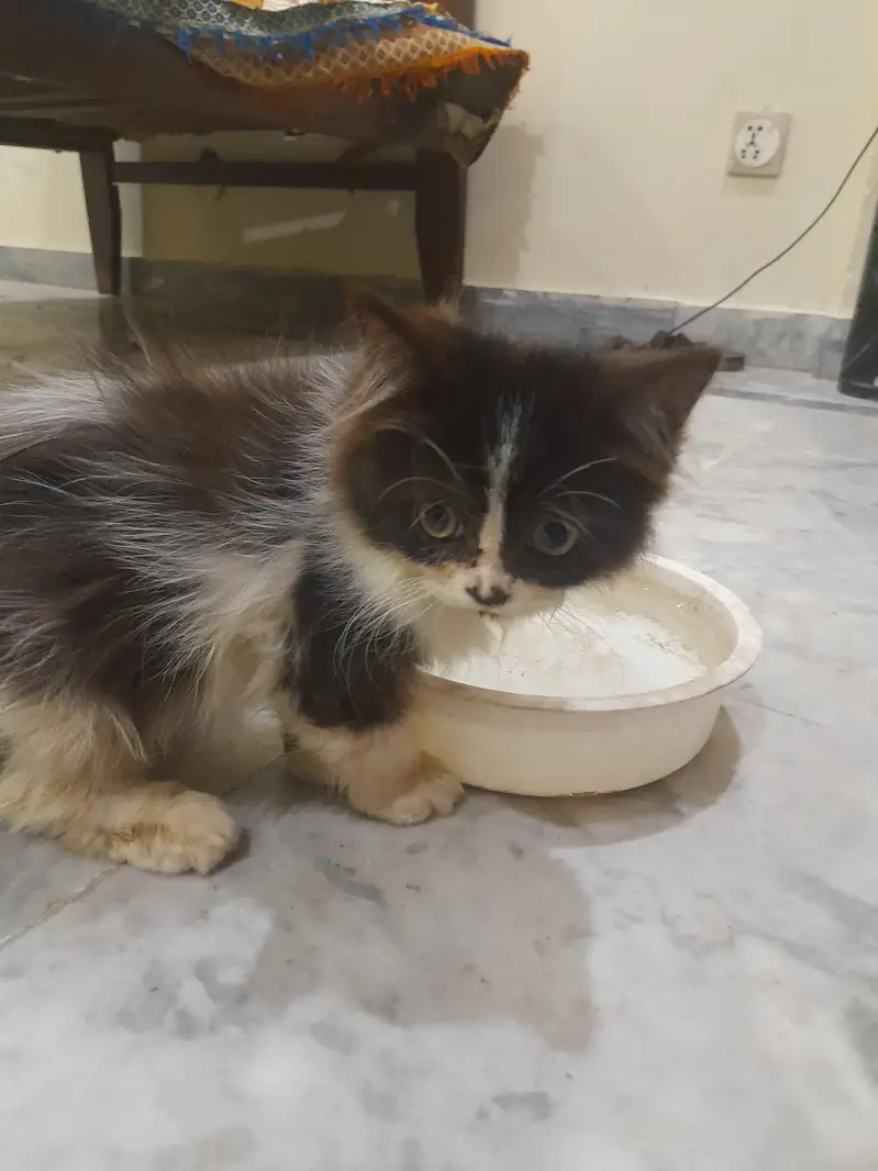 Persian kitten active litter trained for sale — photo 2