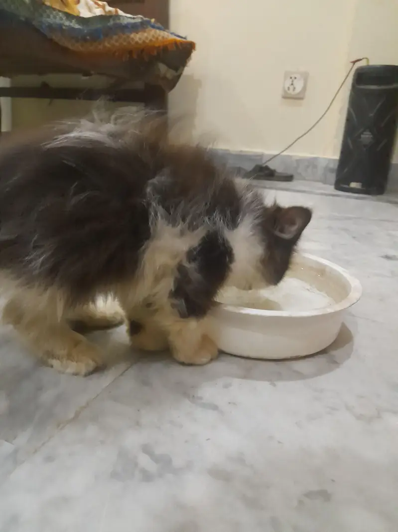 Persian kitten active litter trained for sale — photo 3