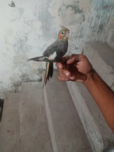 cocktail tame available