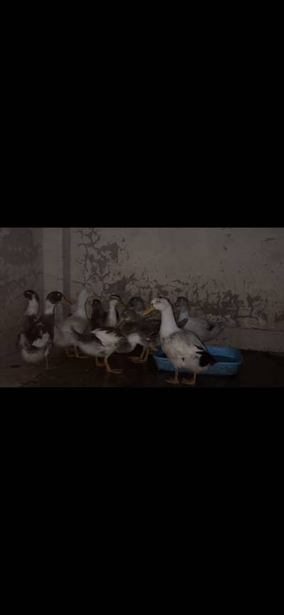 ducks females