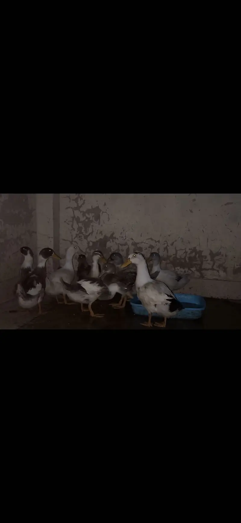 ducks females