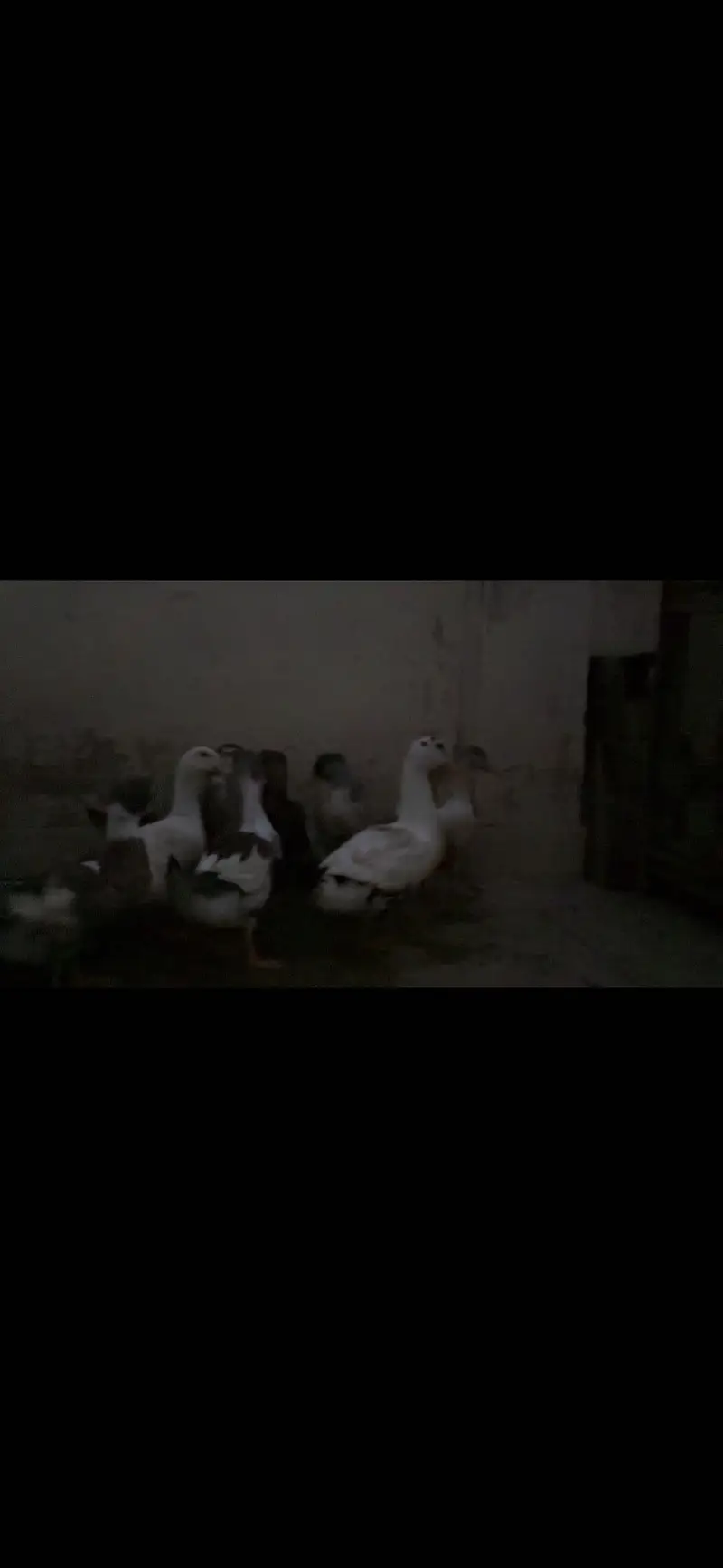 ducks females — photo 2