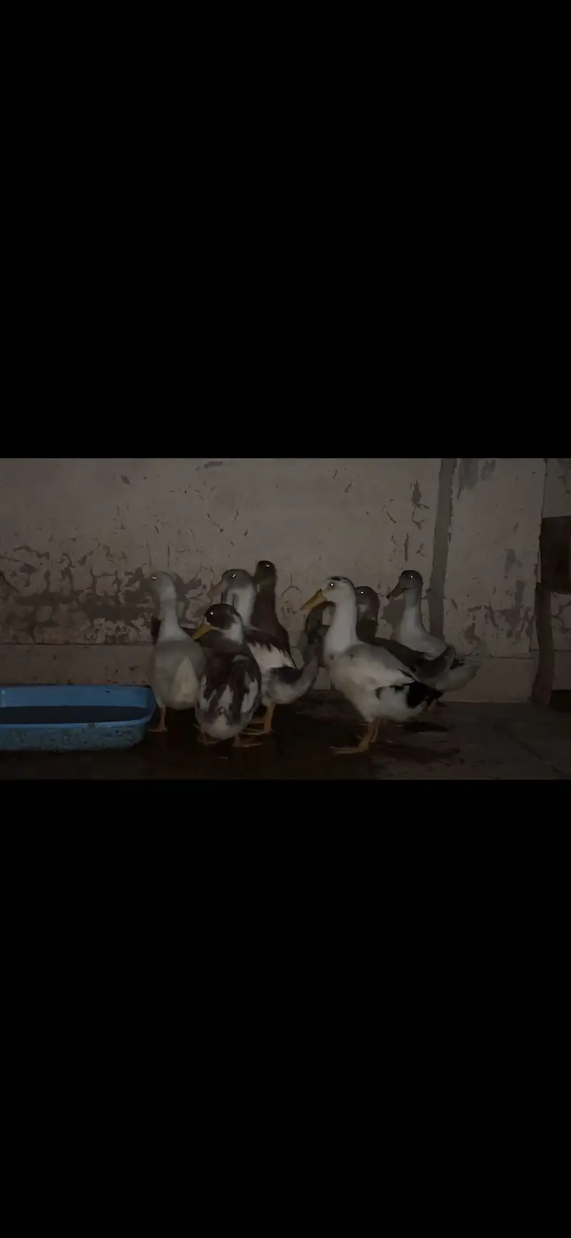 ducks females — photo 3