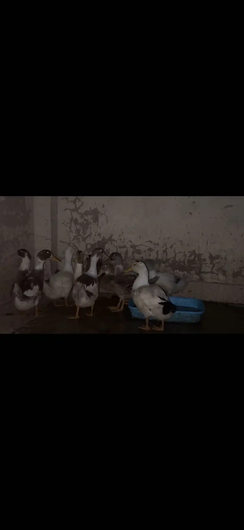 ducks females — photo 4