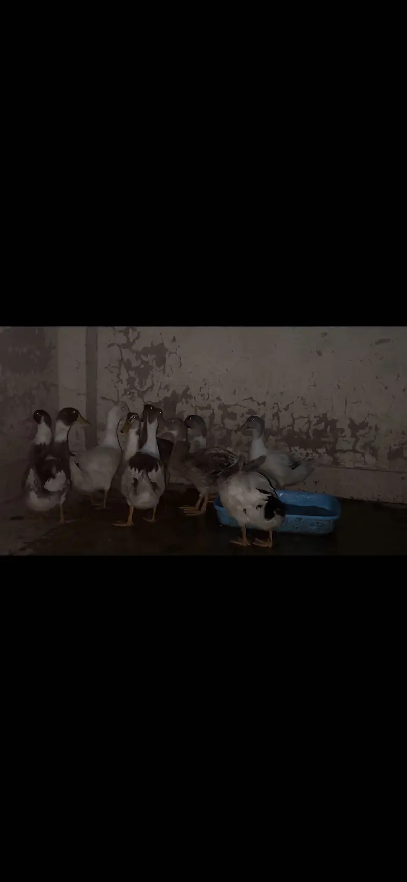 ducks females — photo 5