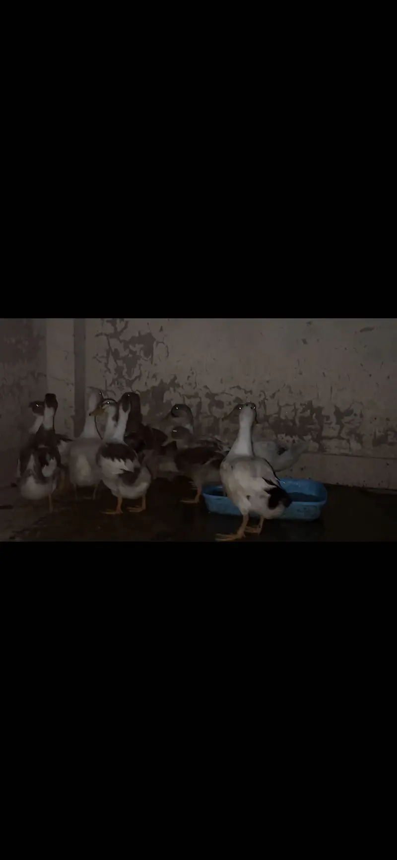 ducks females — photo 6