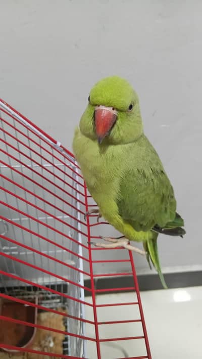Ringneck male 2 years