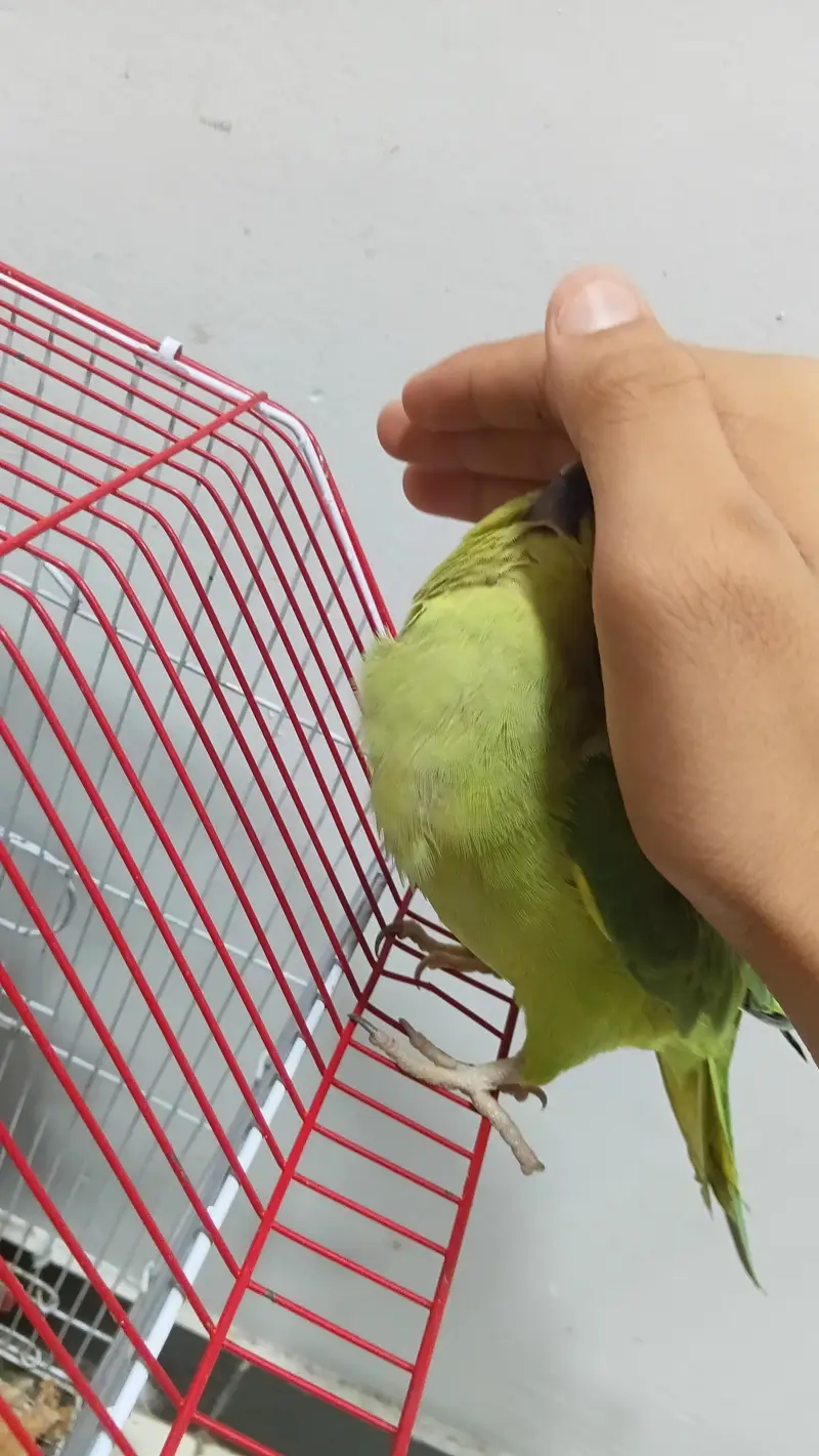 Ringneck male 2 years — photo 3