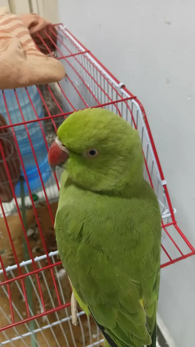 Ringneck male 2 years — photo 4