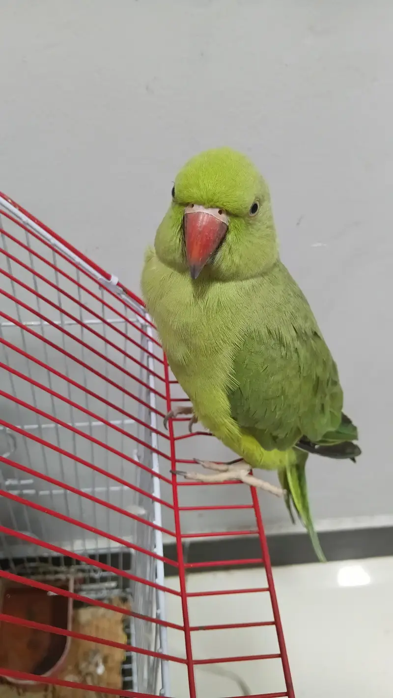 Ringneck male 2 years — photo 5