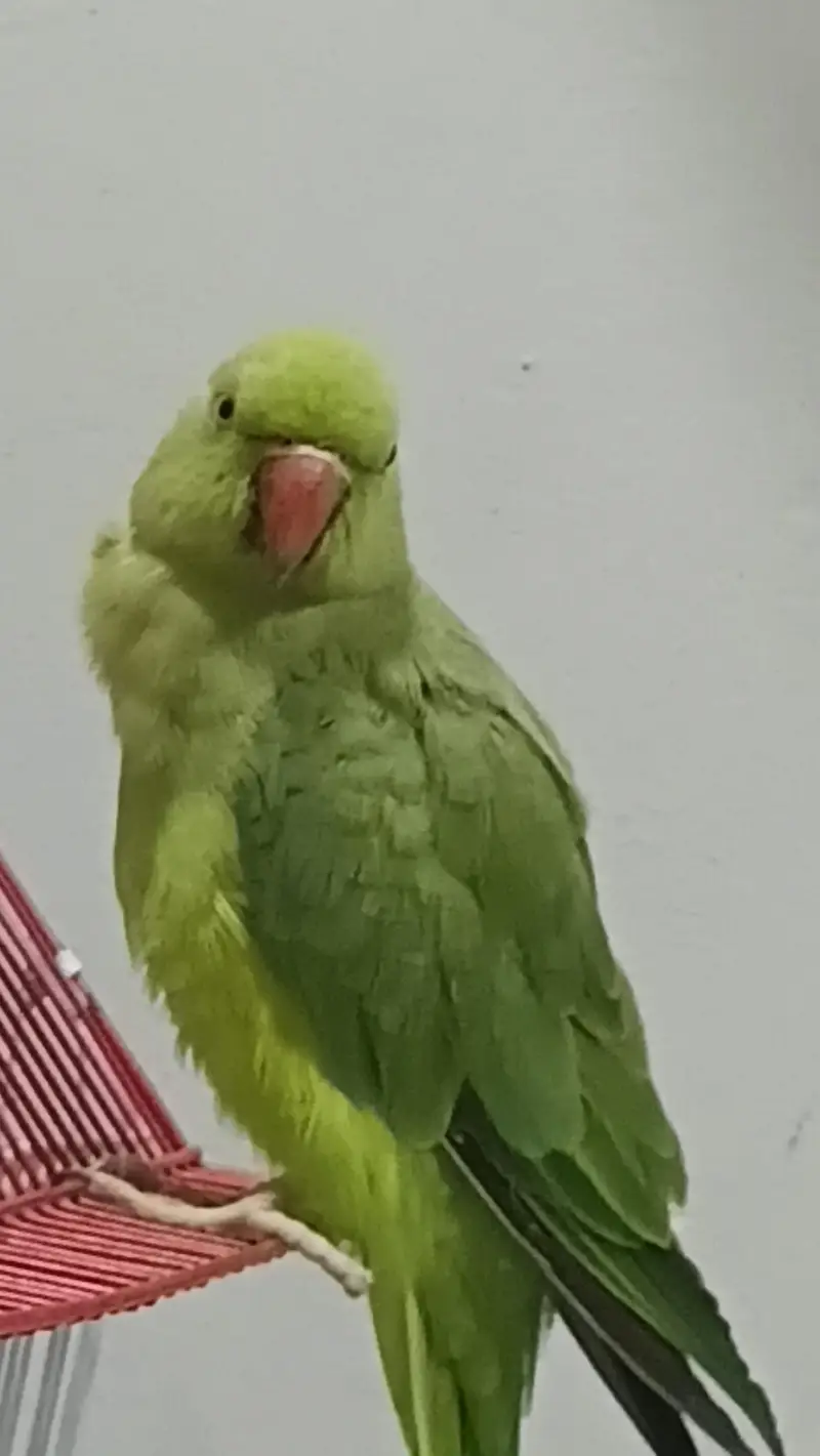 Ringneck male 2 years — photo 6