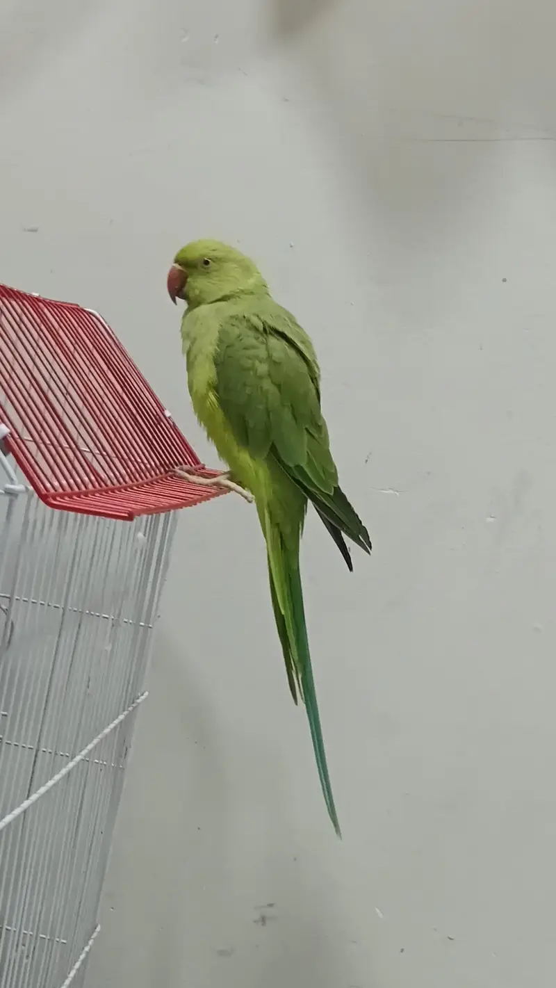 Ringneck male 2 years — photo 7