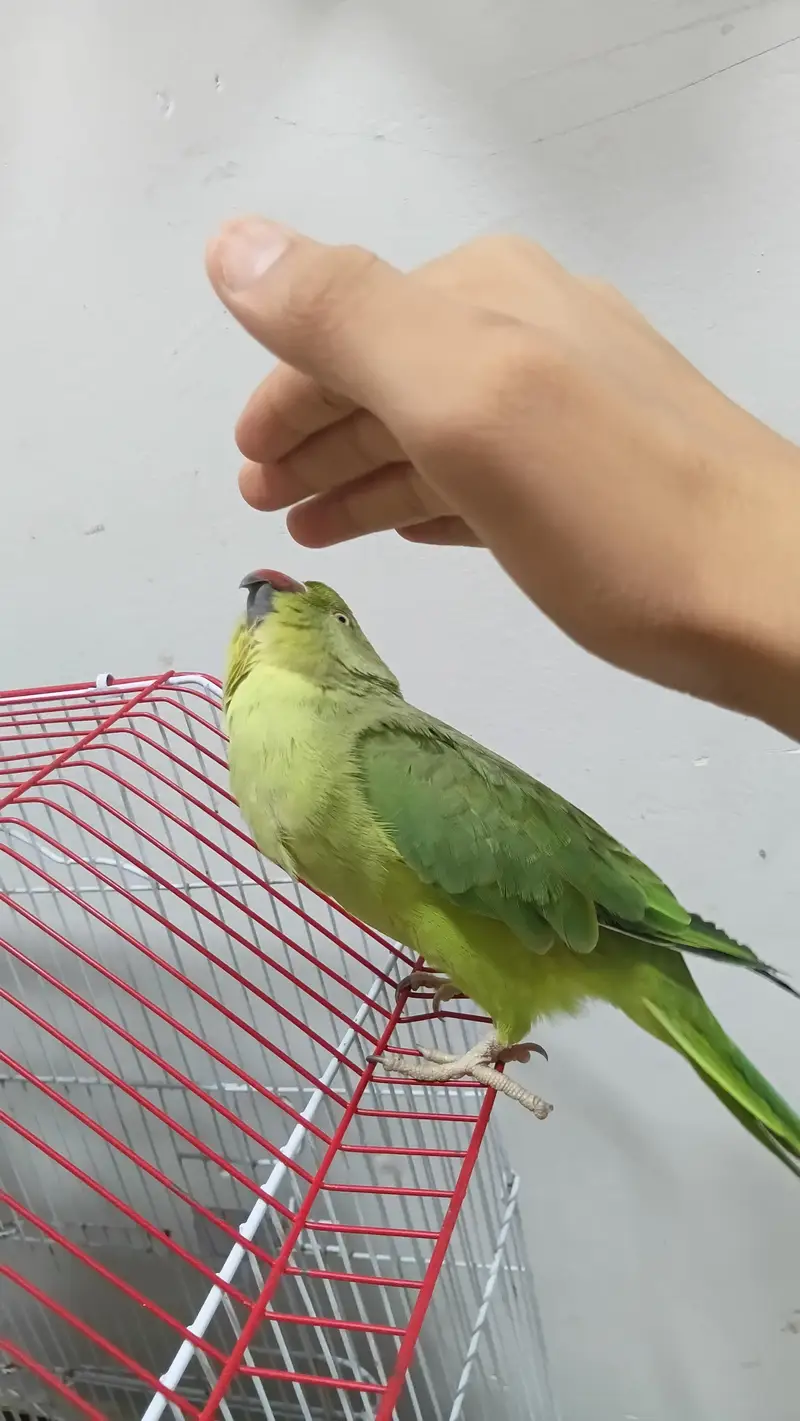Ringneck male 2 years — photo 8
