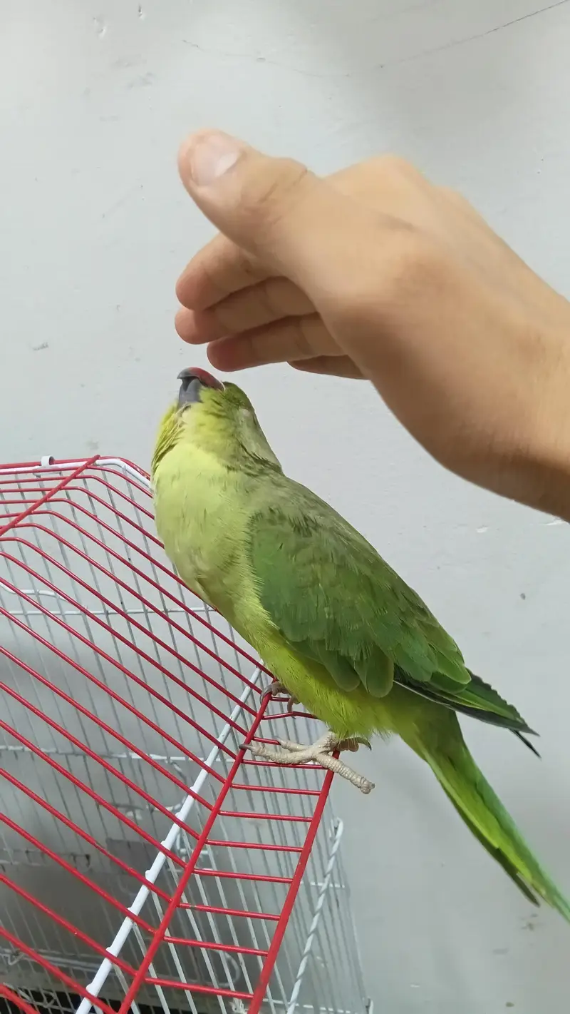 Ringneck male 2 years — photo 9