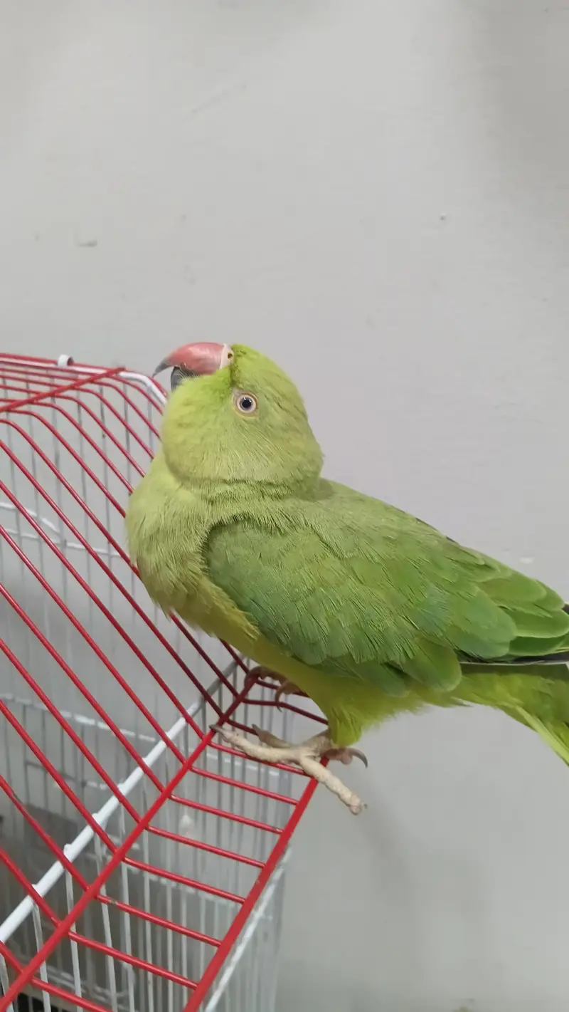 Ringneck male 2 years — photo 10