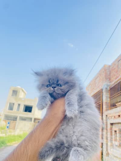 Pure persian long coat male female for sale
