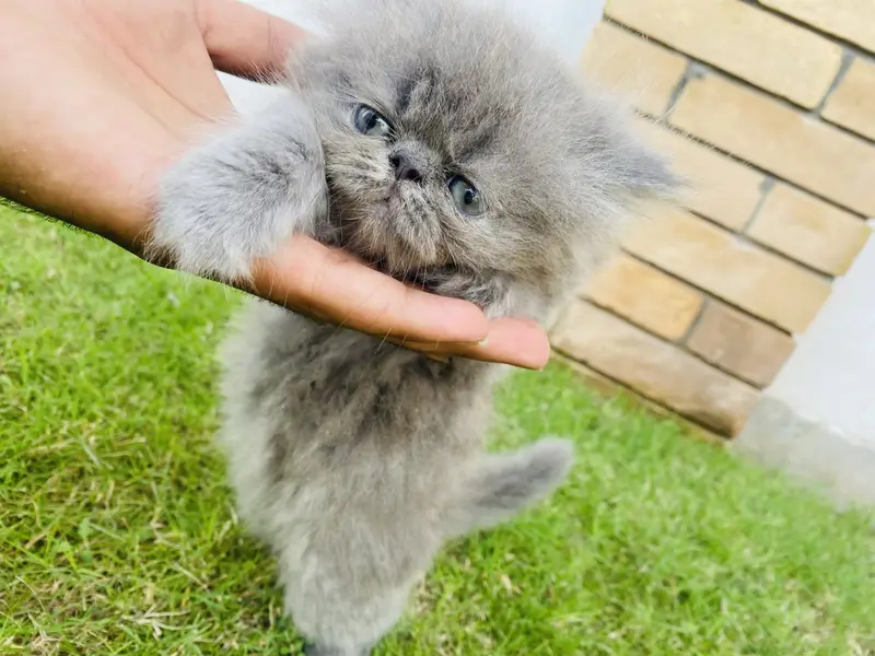 Pure persian long coat male female for sale — photo 2