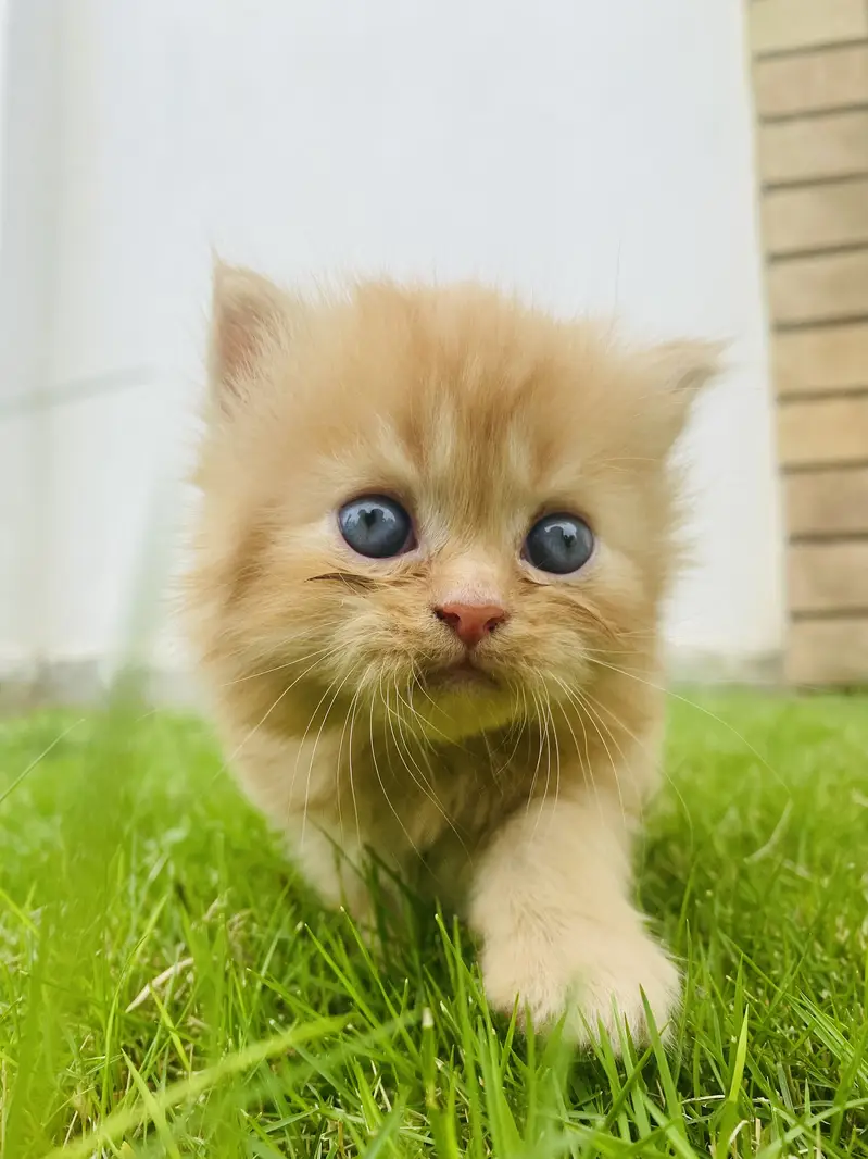 Pure persian long coat male female for sale — photo 3
