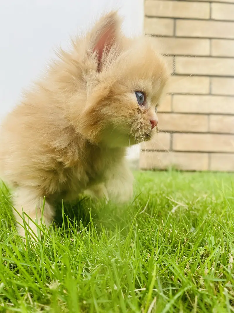 Pure persian long coat male female for sale — photo 4