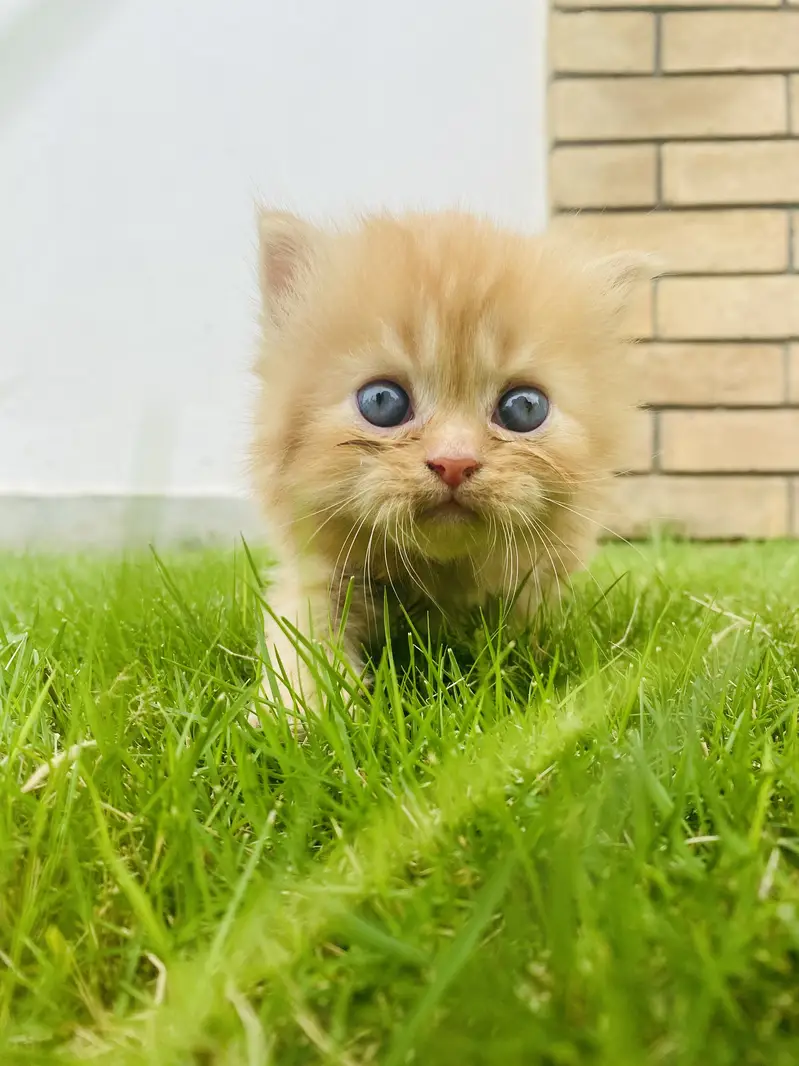 Pure persian long coat male female for sale — photo 5