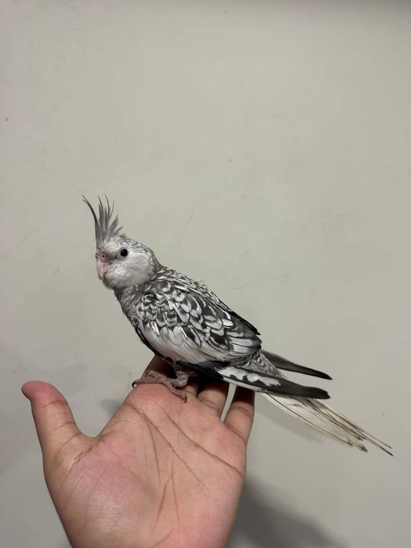 Cocktail 1