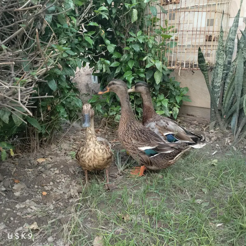 Blue Wing Ducks — photo 3
