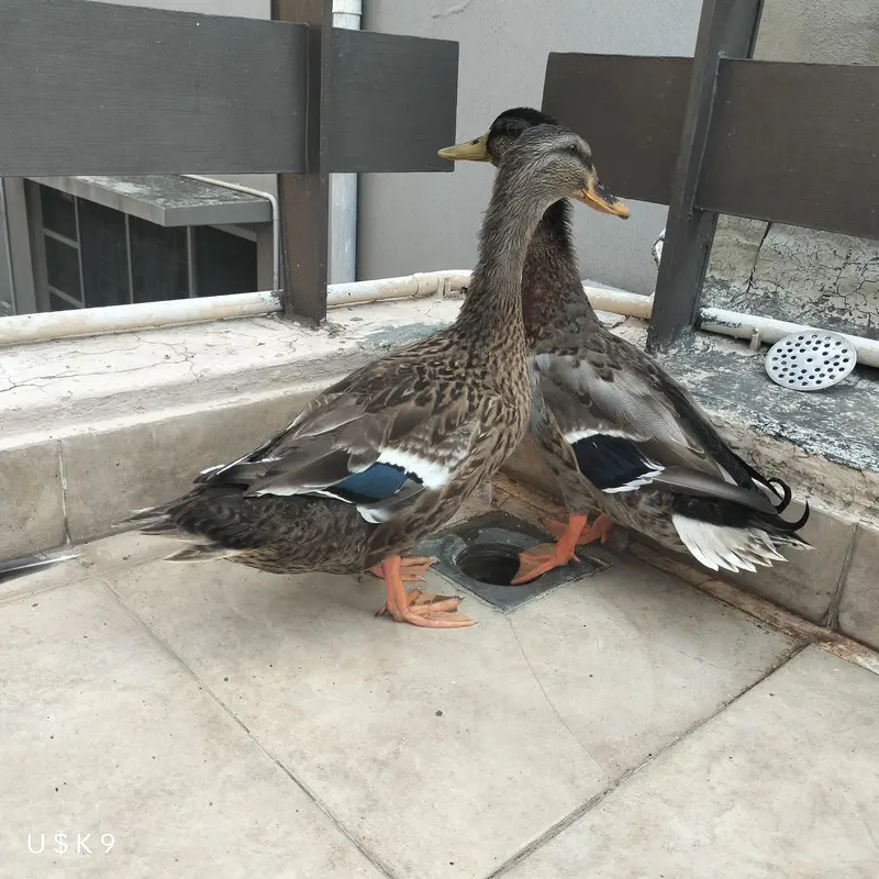 Blue Wing Ducks — photo 4