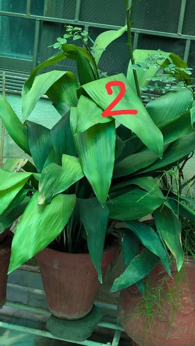 Well-Established Mature Plants (10-15 Yrs) for Sale