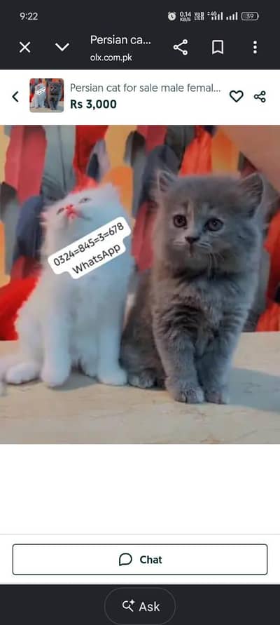 Persian cat for sale male  femal my   0324845367**eight **hai WhatsApp