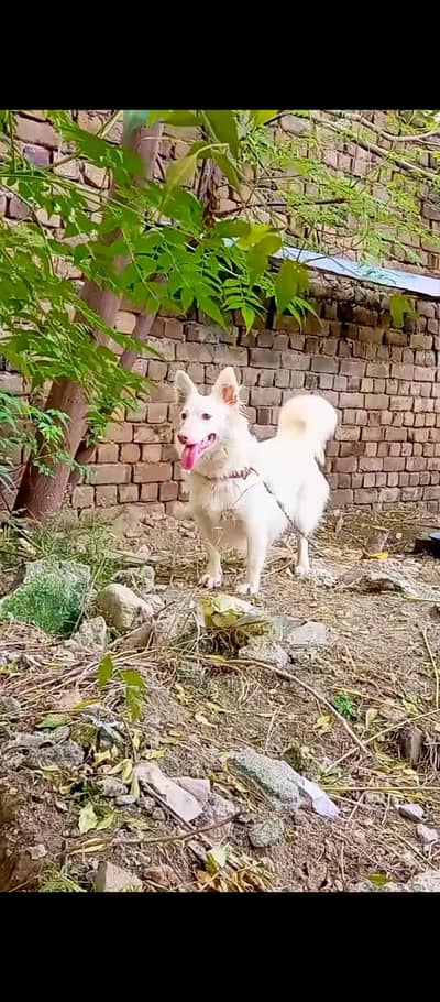 Russian female zero size pink nose
