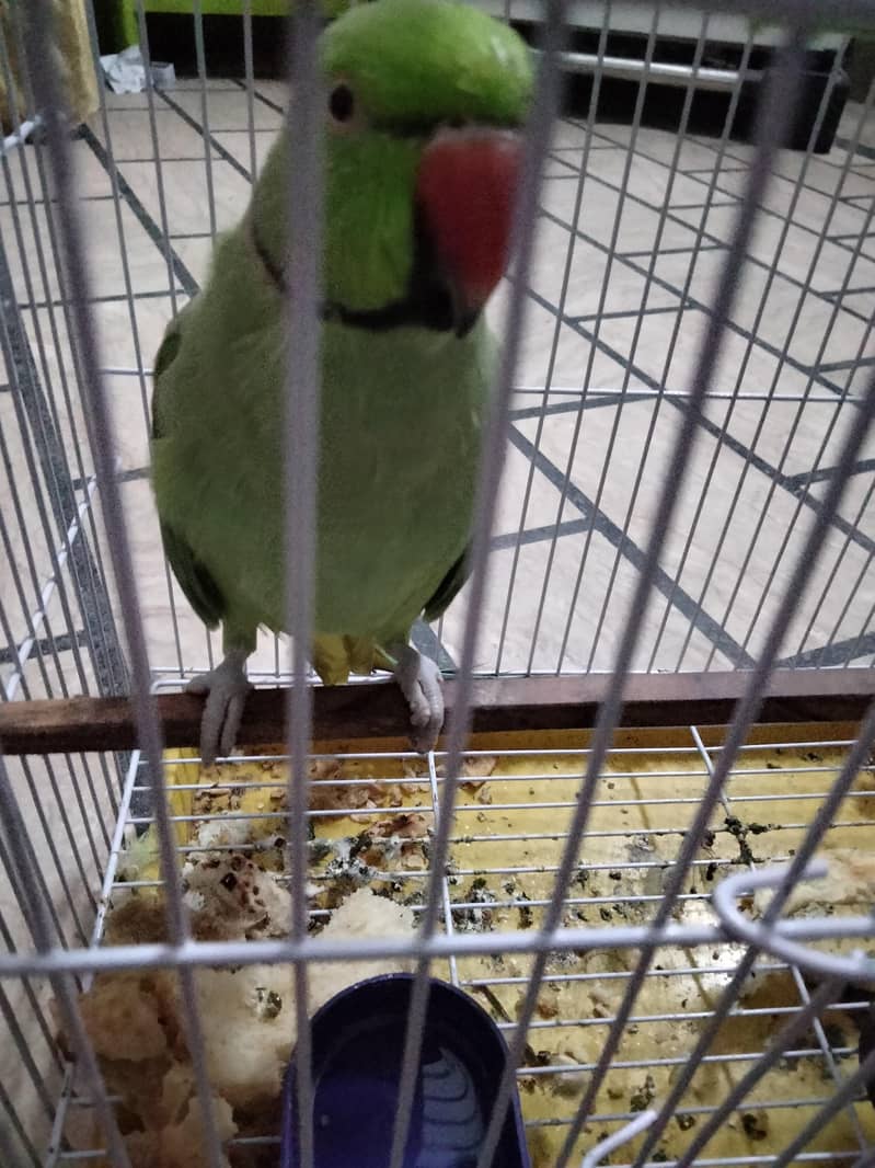 parrot 1