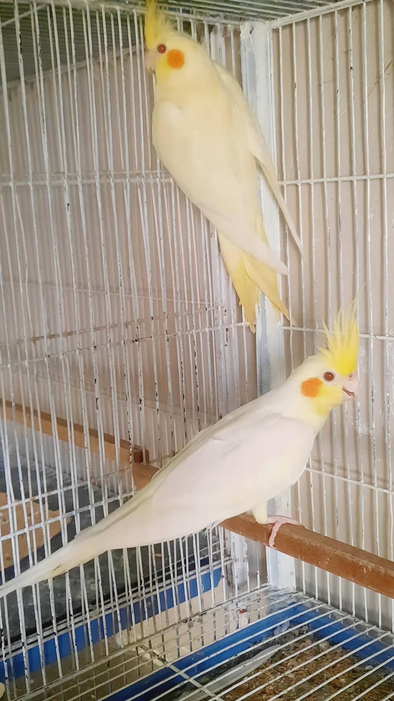 Cocktail Pair 2