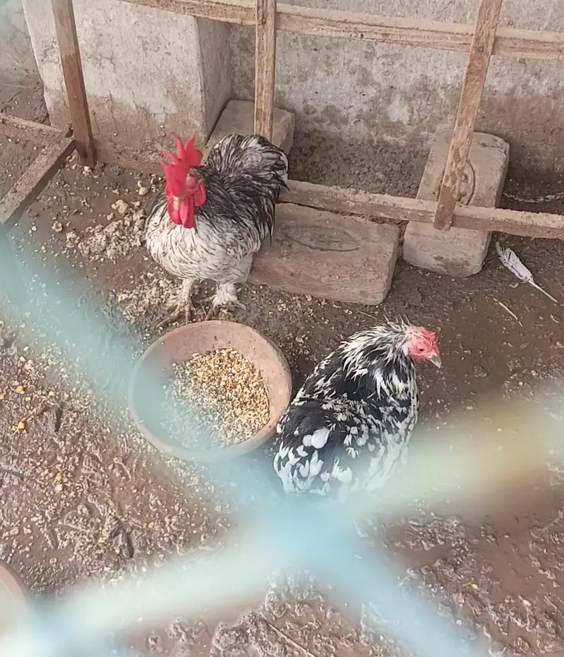 for sale ha video mil jaye gyee age 14 months ha — photo 4
